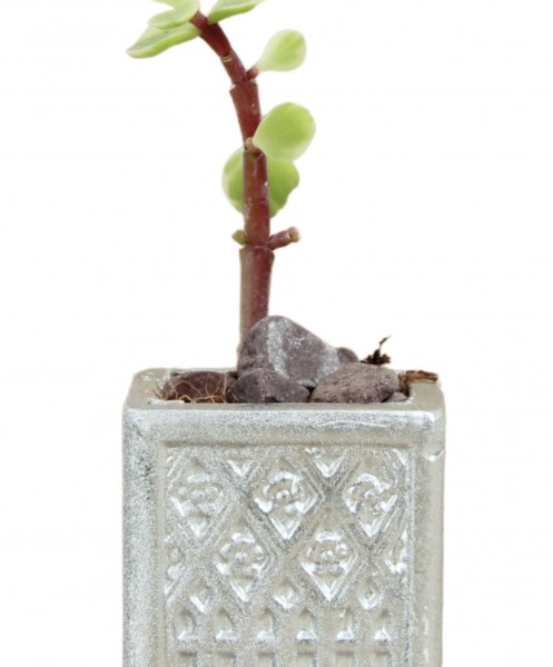 Mini Çiçek Saksı Küçük Sukulent Gümüş Kaktüs Saksısı Mini Kare Desenli Model